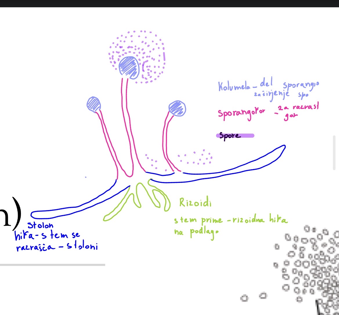 <p>Deblo zygomycota jarmaste glive</p><p>Razred zygomycetes</p><p>Red mucorales</p><p>Rod rhizopus - pajcevinasta pleasen</p>