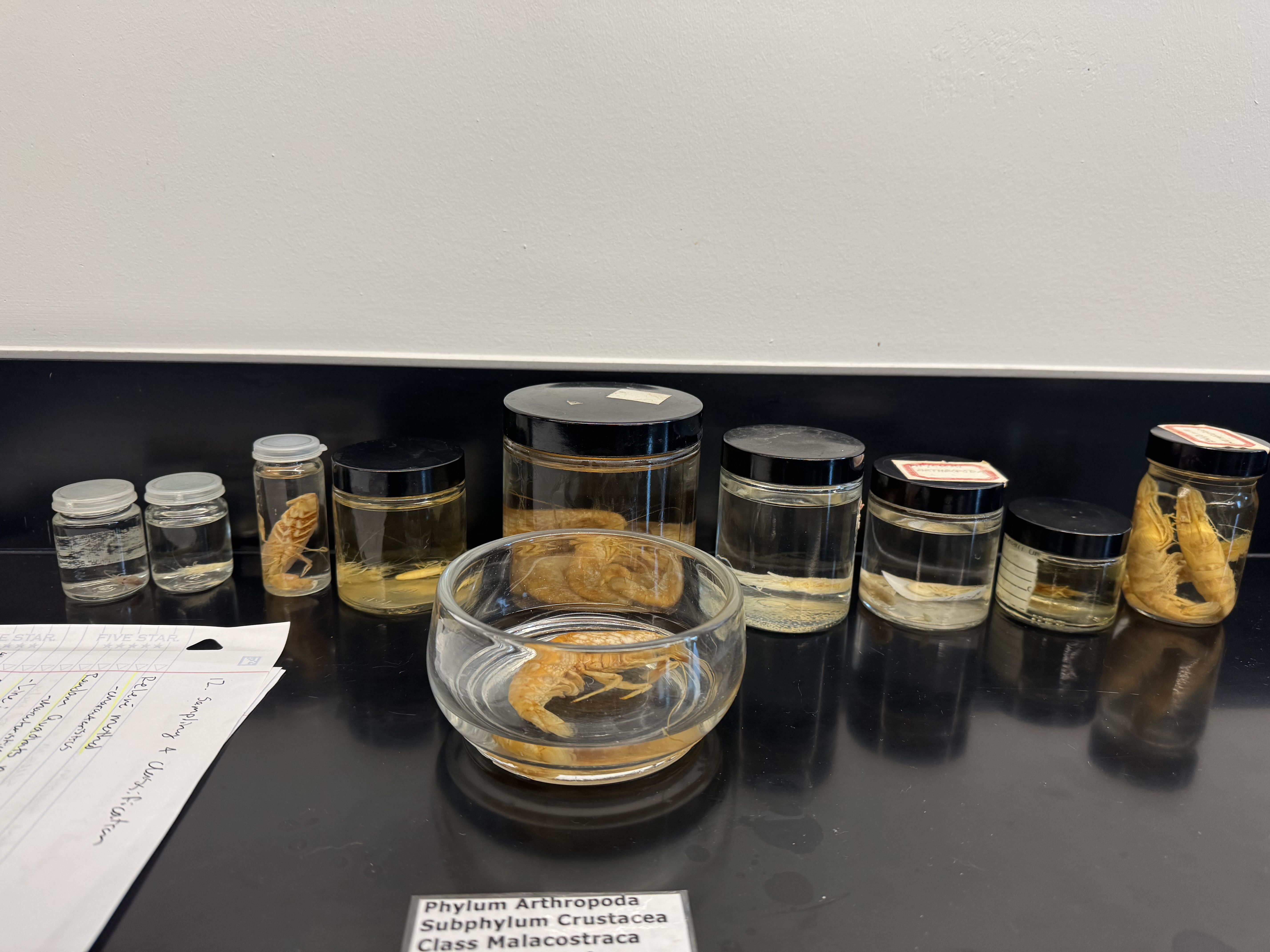 <p>Phylum?</p><p>Subphylum?</p><p>Class?</p><p>Order?</p><p>Suborder?</p><p>Infraorder?</p>