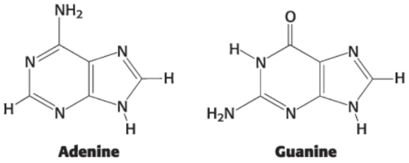 <p>bases that contains two fused rings</p>