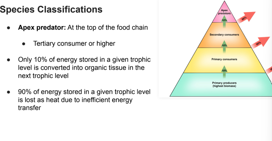 <ul><li><p>Only <strong>10%</strong> of energy stored in a given trophic level is <strong>converted into organic tissue</strong> in the <strong>next trophic level</strong></p></li><li><p><strong>90%</strong> of energy stored in a given trophic level is<strong> lost as hea</strong>t due to inefficient energy transfer</p></li></ul><p></p>