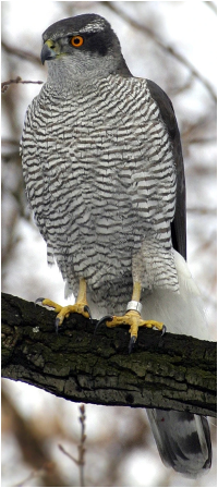 <p>Species, family, order?</p>