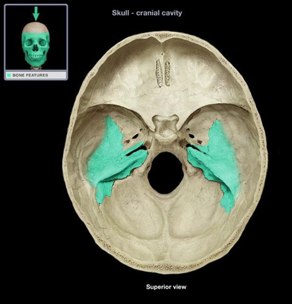 <p>raised portion on top section of skull towards bottom</p>