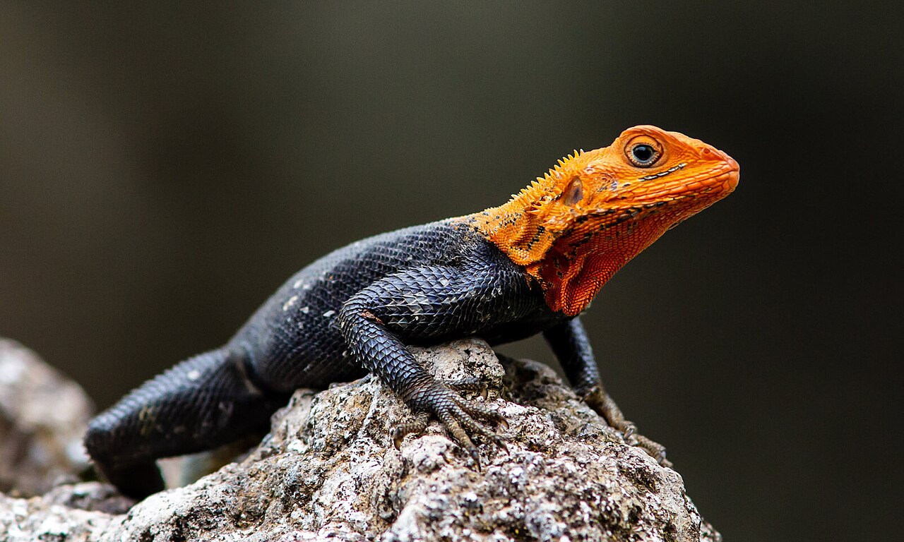 <p>Agama agama</p><ul><li><p>Family Agamidae</p></li><li><p>Suborder Lacertilia (Sauria)</p></li><li><p>Order Squamata</p></li><li><p>Subclass Lepidosauria</p></li></ul><p></p>