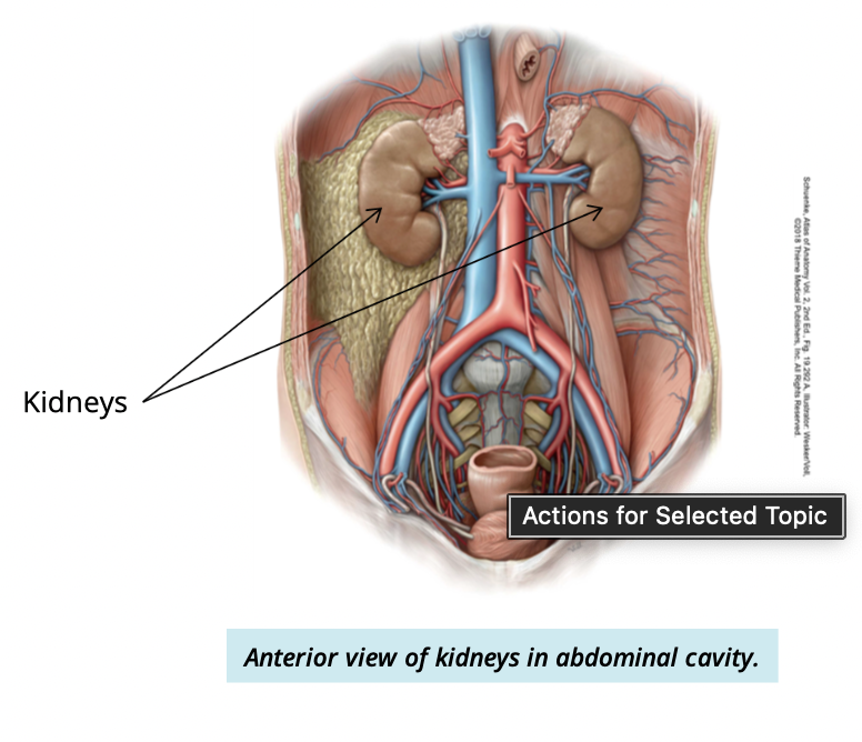 <ul><li><p>bean shaped</p></li><li><p>fist sized </p></li></ul><p></p><p>12cm length</p><p>6.6cm width</p><p>2.5cm thick</p>