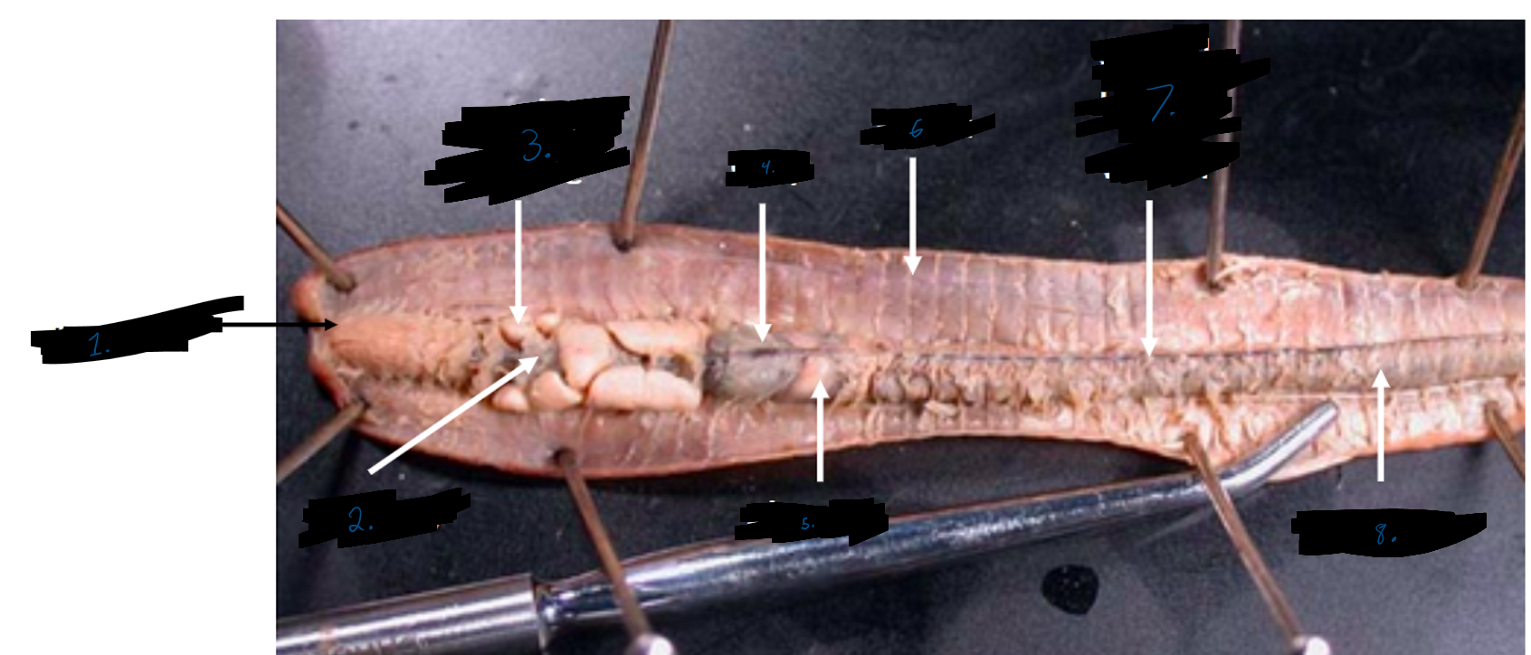 <p>Annelida - earthworm 8</p>