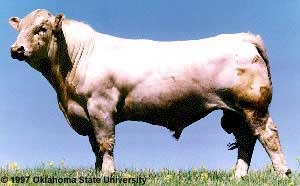 <p>Large, highly muscular French beef breed imported to North America in 1930.</p>