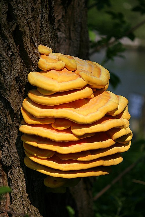 <ul><li><p>Bright orange shelf fungus</p></li><li><p>Yellow pore underside</p></li><li><p>Grows in layered shelves on trees</p></li><li><p>Soft texture when young</p></li><li><p>Summer through fall on dead wood</p></li></ul><p></p>