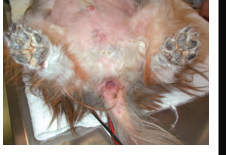 <p>What is this cutaneous manifestation?</p>