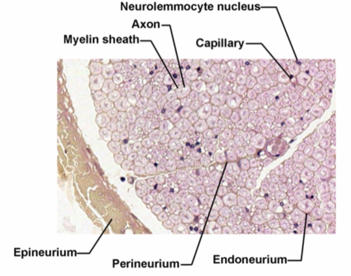 <p>Covers of Typical Peripheral Nerves </p>