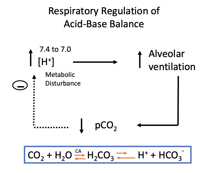 <p>In the diagram, what metabolic disturbance causes increased ventilation?</p>