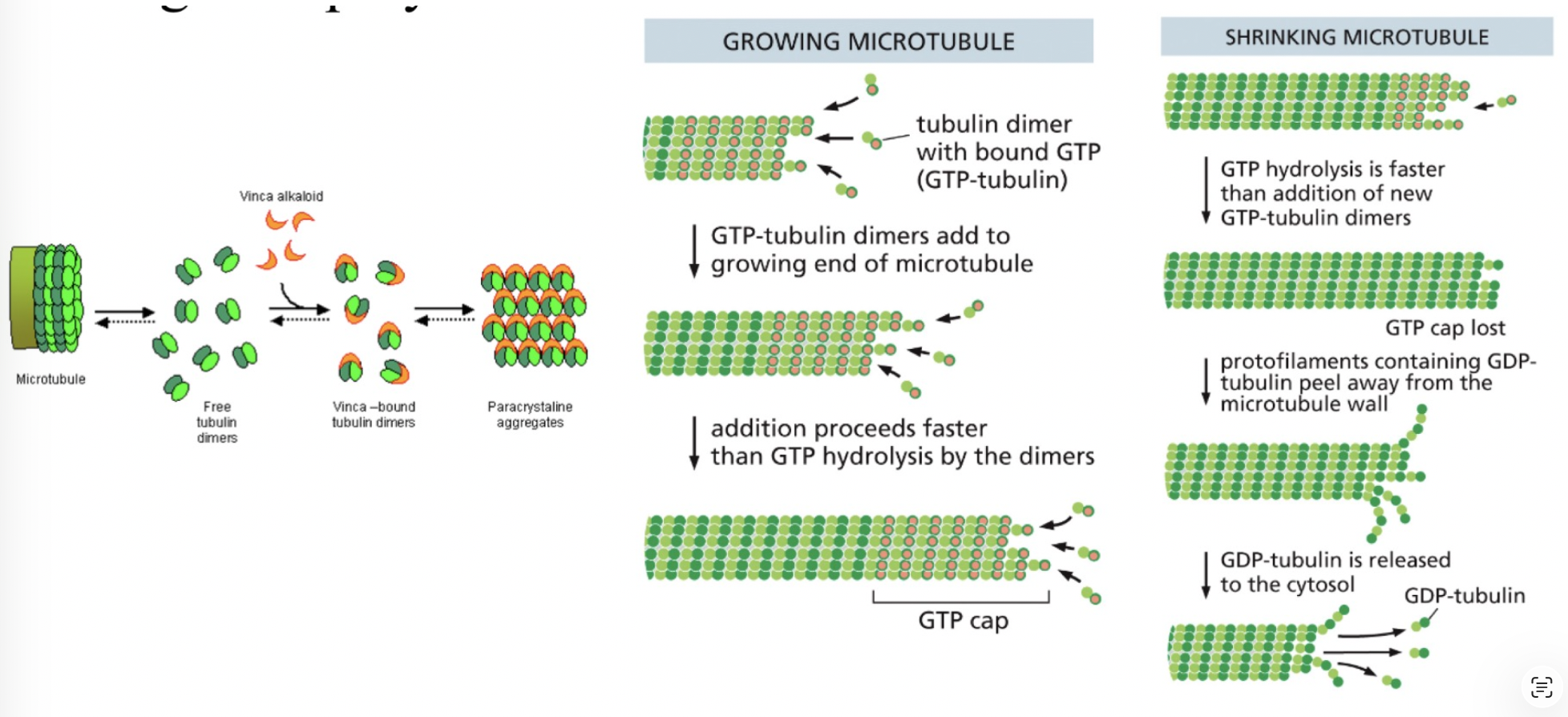 <p>binds to free tubulin and slows the rate of tubulin addition onto growing microtubules - if the rate of tubulin addition is slowed then the tubulin dimers at the free end of the microtubule will hydrolyze their GTP before the next dimers are added which leaves you with GDP-tubulin at the end → these GDP containing dimers associate less tightly, resulting in depolymerization</p>