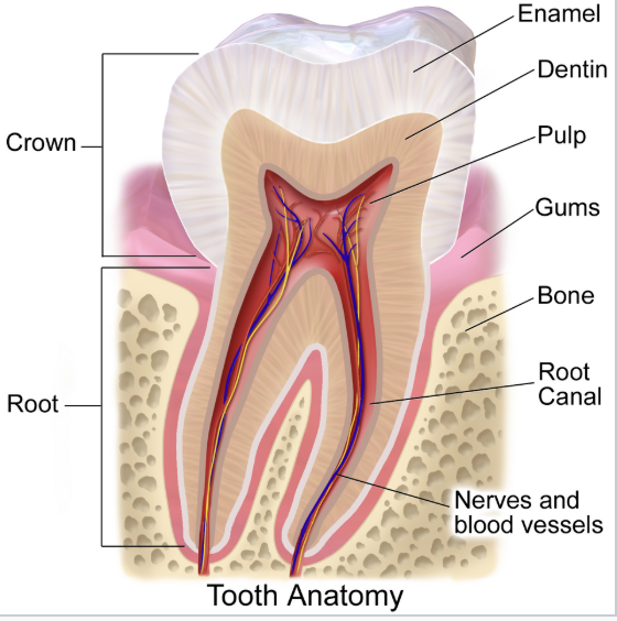 <p>(Know basic structure)</p>