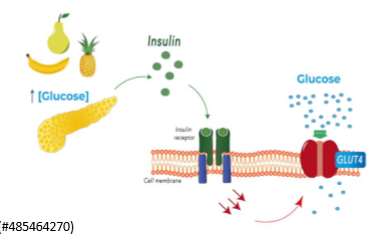 <p>How does insulin take up glucose?</p>