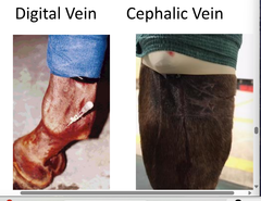 <p>Veins >>> arteries </p><p>Cephalic (medial) and saphenous (lateral) veins for carpus, tarsus and fetlock</p><p>Digital vein for distal limb</p>