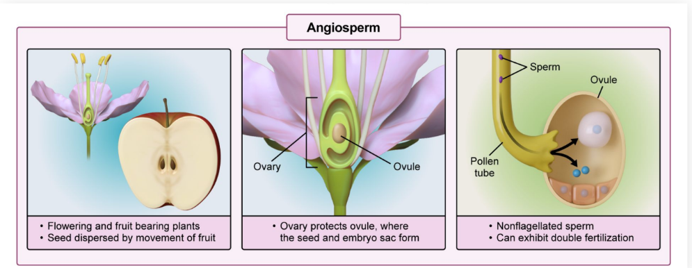 <p>A female gamete is fertilized twice (two male sperm).</p>