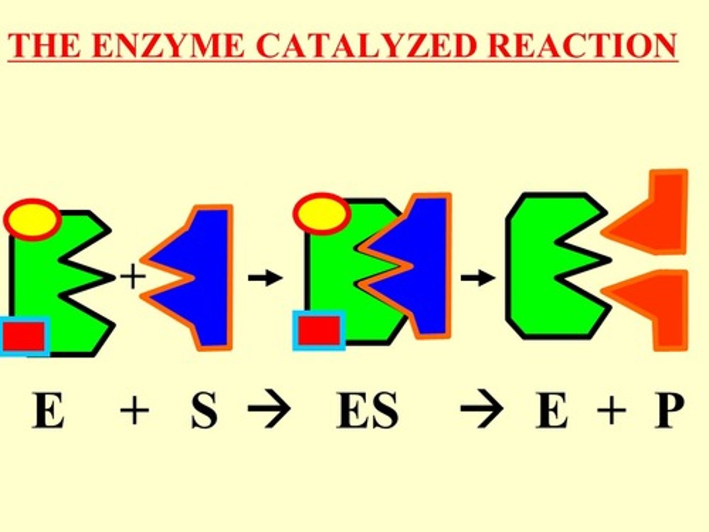 <p>to lower activation energy</p>