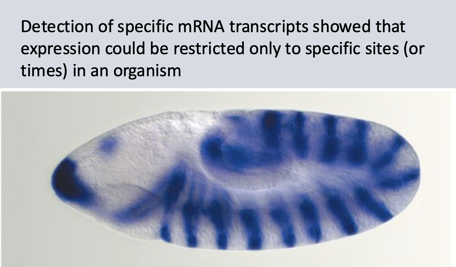 <ul><li><p>some genes are transcribed more than others.</p></li><li><p>in a drosophila embryo, in situ hybridization, which detects mRNA through <span style="color: rgb(106, 31, 176);">base-pairing</span></p><p><span style="color: rgb(106, 31, 176);">with a labeled nucleic acid probe </span><span style="color: rgb(0, 0, 0);">, they saw odd-skipped mRNA. diff mRNA expressed in diff. cell types in a v precise manner, </span></p></li></ul><p></p>