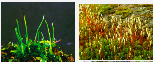 <p>Archaeplastida: Viridiplantae: Plantae<strong>: Bryophyta (1: characteristics</strong></p><img src="https://assets.knowt.com/user-attachments/4e54b8ca-08bc-480d-8263-6695ee82555d.jpg" data-width="50%" data-align="center"><p></p>