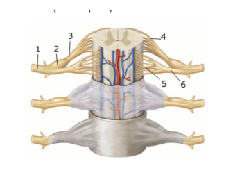<p><span style="background-color: transparent; font-family: "Times New Roman", serif;"><strong>This figure shows an anterior view of the spinal cord and meninges. What structure does number 3 indicate?</strong></span></p><p><span style="background-color: transparent; font-family: "Times New Roman", serif;">Dorsal root </span></p><p><span style="background-color: transparent; font-family: "Times New Roman", serif;">Dorsal root ganglion </span></p><p><span style="background-color: transparent; font-family: "Times New Roman", serif;">Dorsal rootlets</span></p><p><span style="background-color: transparent; font-family: "Times New Roman", serif;"> Ventral root </span></p><p><span style="background-color: transparent; font-family: "Times New Roman", serif;">Ventral rootlets </span></p>