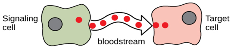 <p>Chemical messengers released by endocrine cells into the bloodstream that acts on specific target cells with appropriate receptors to regulate physiological processes.</p><p></p>
