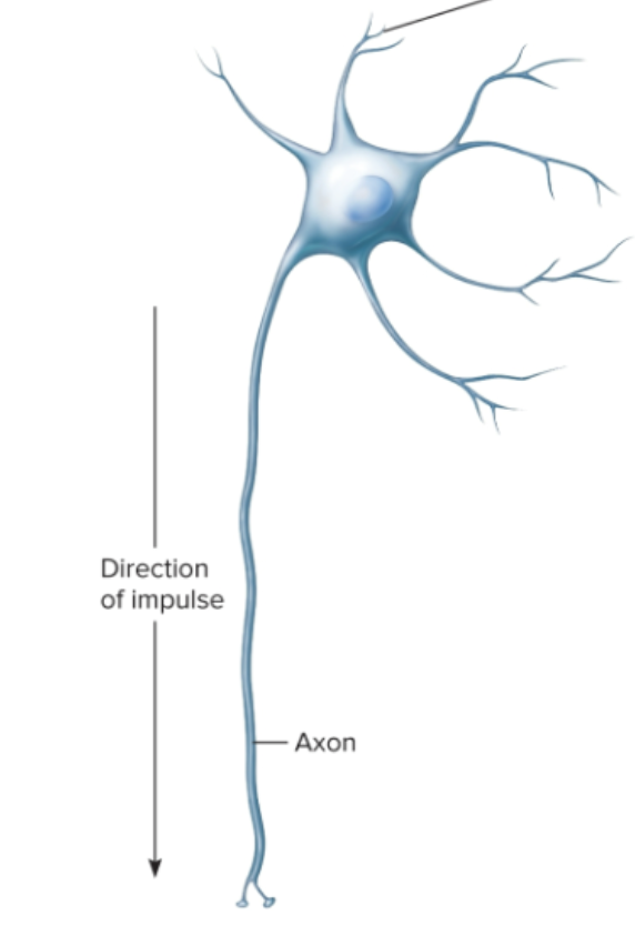 <p>What is a multipolar neuron?</p>