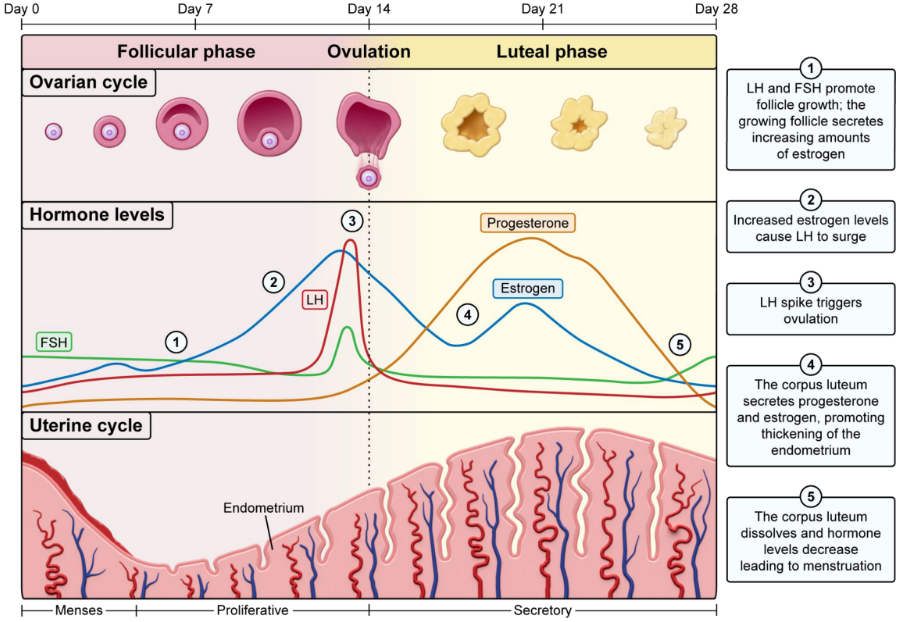 <ol><li><p><strong>LH </strong>and <strong>FSH </strong>promote follicle growth. The growing follicle secretes increasing amount of <strong>estrogen.</strong></p></li></ol><ul><li><p>Estrogen leads to the thickening of the <strong>endometrium</strong></p></li></ul><p></p><ol start="2"><li><p><strong>Increased estrogen </strong>causes <strong>LH </strong>to surge</p></li></ol><p></p><ol start="3"><li><p><strong>LH </strong>spike triggers ovulation</p></li></ol><p></p><ol start="4"><li><p>Corpus Luteum secretes <strong>progesterone </strong>and <strong>estrogen, </strong>which causes the <strong>thickening </strong>of the <strong>endometrium</strong>.</p></li></ol><ul><li><p>Causes the <strong>luteal phase</strong></p></li></ul><p></p><ol start="5"><li><p>The corpus Luteum <strong>dissolves </strong>and hormone levels decrease leading to menstruation.</p></li></ol><p></p>