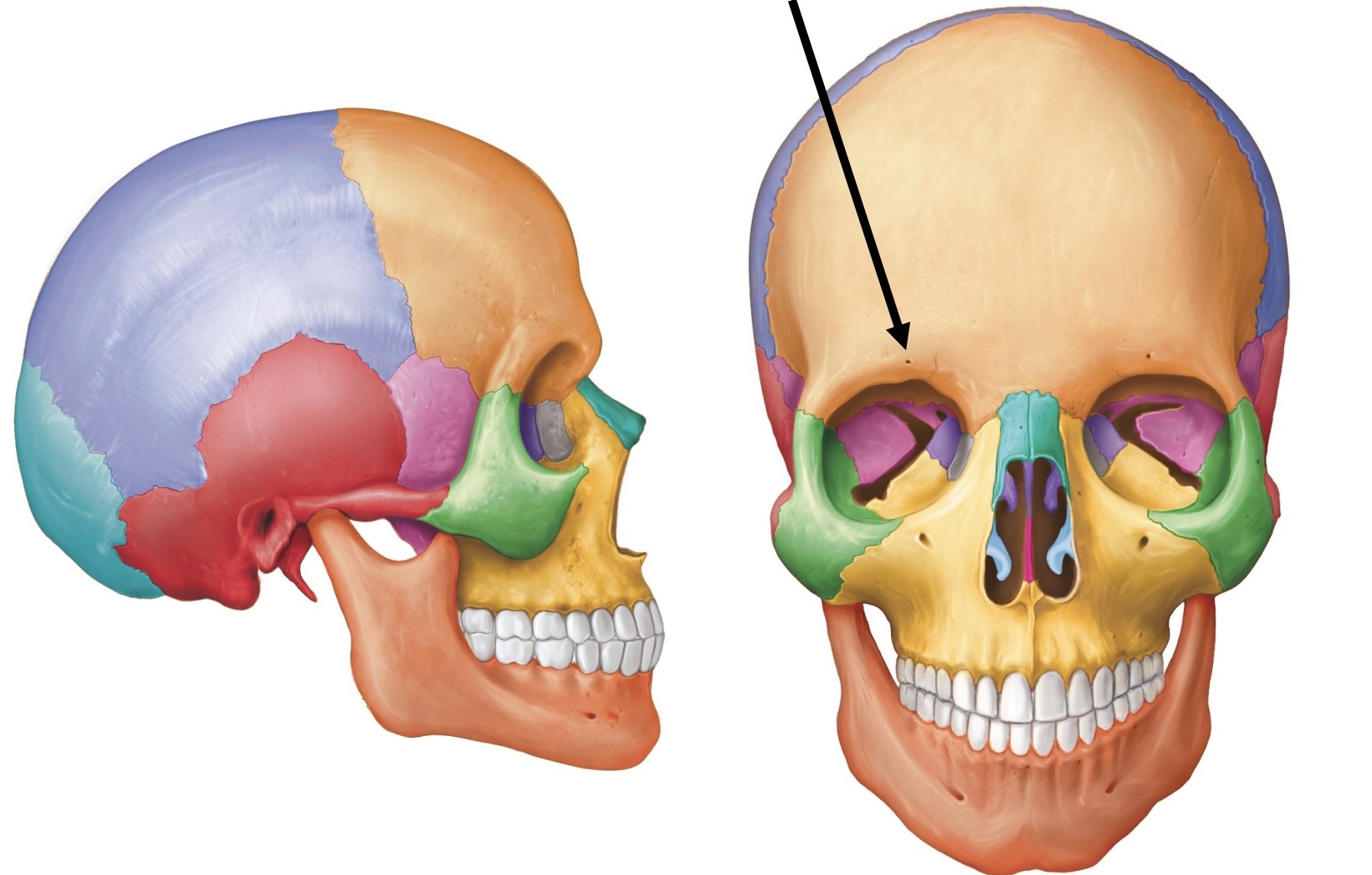 <p>Name the bone structure</p>