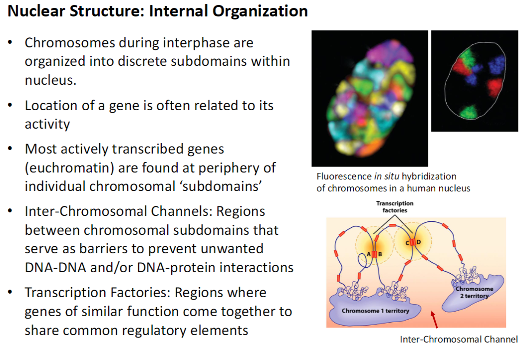 <p><strong>Chromosomal Subdomains</strong><br> <strong>Chromosomes</strong> are organized into <strong>discrete subdomains</strong> during interphase<br> <strong>Gene location</strong> often correlates with <strong>activity</strong><br> <strong>Euchromatin</strong> (actively transcribed genes) found at <strong>periphery of subdomains</strong></p><p><strong>Inter-Chromosomal Channels</strong><br> Regions <strong>between subdomains</strong> that prevent <strong>unwanted DNA-DNA or DNA-protein interactions</strong></p><p><strong>Transcription Factories</strong><br> Regions where <strong>genes with similar functions</strong> cluster to share <strong>regulatory elements</strong></p><p><strong>Key Point</strong><br> Nuclear <strong>organization supports efficient and regulated gene expression</strong></p>