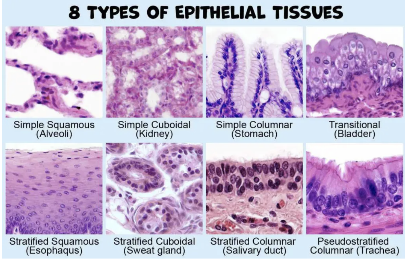 <p>what are the 8 types of epithelial tissues </p>