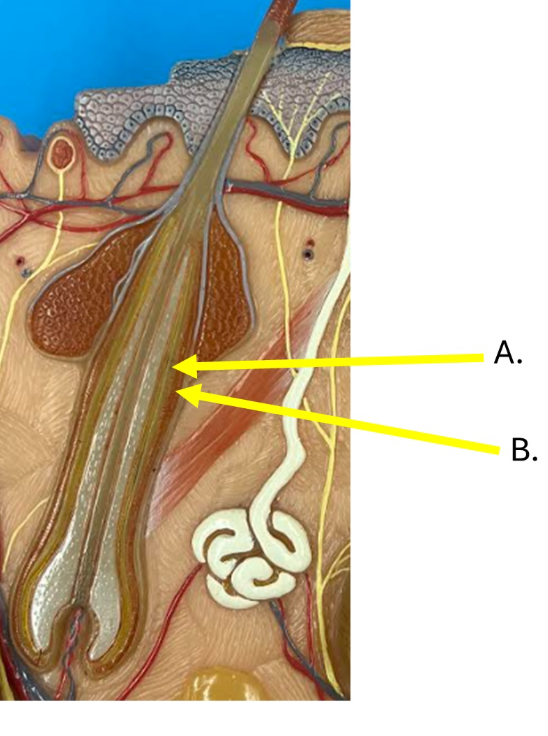 <p>a</p>
