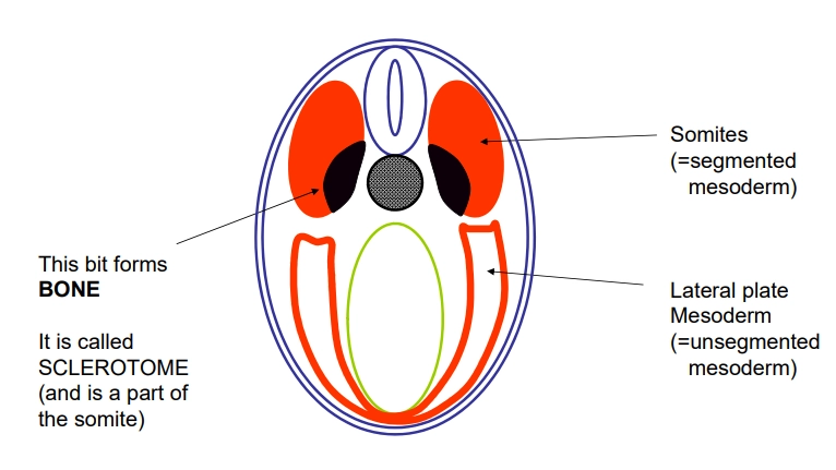 <p><strong>bony living skeleton</strong></p><ul><li><p>made of <strong>secreted collagen fibres + calcium phosphate crystals</strong></p></li><li><p><strong>osteoblasts </strong>make bone, <strong>osteoclasts </strong>break down bone, and <strong>osteocytes </strong>are strain/crack sensors</p></li><li><p>vertebra are formed from fusing of bone produced at the <strong>sclerotome</strong>, the inner part of the <strong>somites </strong>(dorsal, segmented mesoderm- unlike the ventral, lateral plate mesoderm)</p></li></ul><p><strong>neural crest cells</strong></p><ul><li><p>individual cells <strong>migrating </strong>from the inner section of the <strong>infolding </strong>of the dorsal hollow nerve cord</p></li><li><p>these form: sensory nerves to the skin, pigment cells, nerves in the gut for peristalsis, autonomic nervous system, some blood vessel muscle, and the<strong> bone + cartilage of the skull</strong></p></li></ul><p><strong>red blood cells</strong></p><ul><li><p>invertebrates only have a few cells in the blood for phagocytosis, but vertebrates have red cells with <strong>haemoglobin</strong></p></li></ul><p><strong>adaptive immune system</strong></p><ul><li><p>the innate immune system of invertebrates recognises common pathogens, but the adaptive immune system in vertebrates <strong>changes </strong>with the <strong>environment </strong>by<strong> dna rearrangement</strong></p></li><li><p>this is due to antibody genes and t-cell receptors</p></li></ul><p></p><p>these traits allowed early vertebrates to evolve into big, active, swimming, hunting predators</p><p></p>