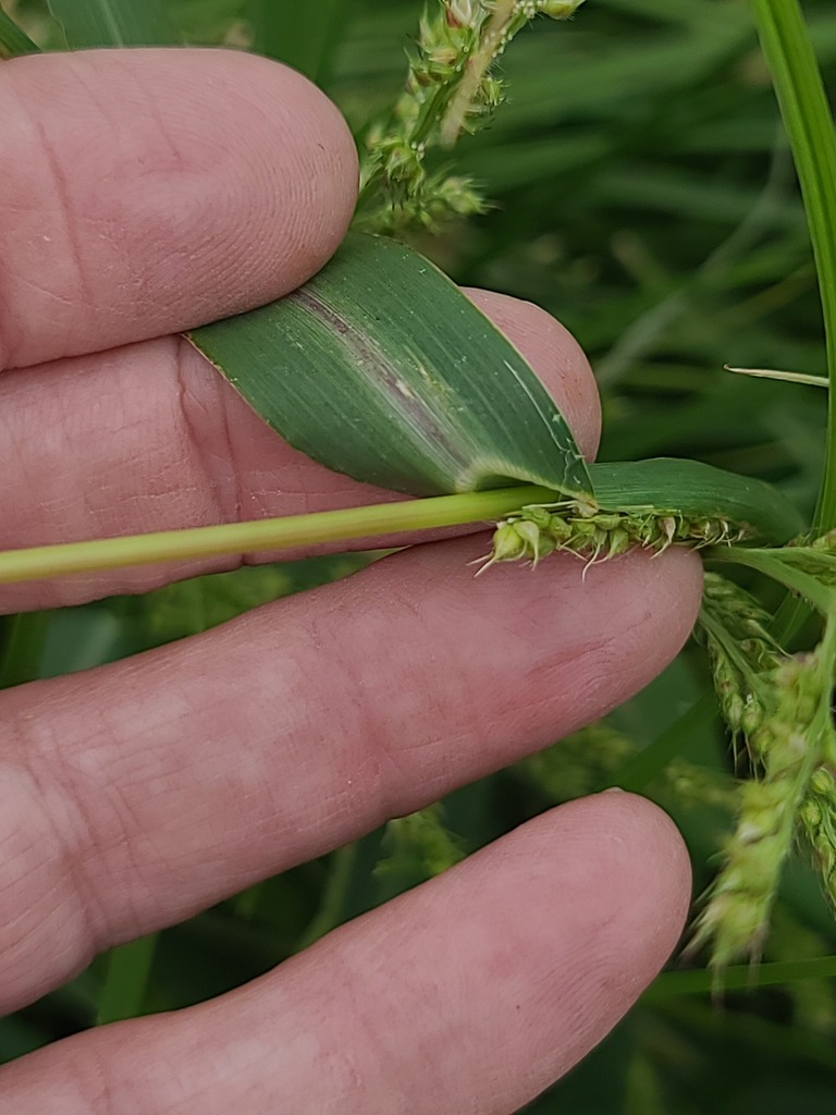 <p>barnyardgrass (Echinochloa crus-galli)</p>