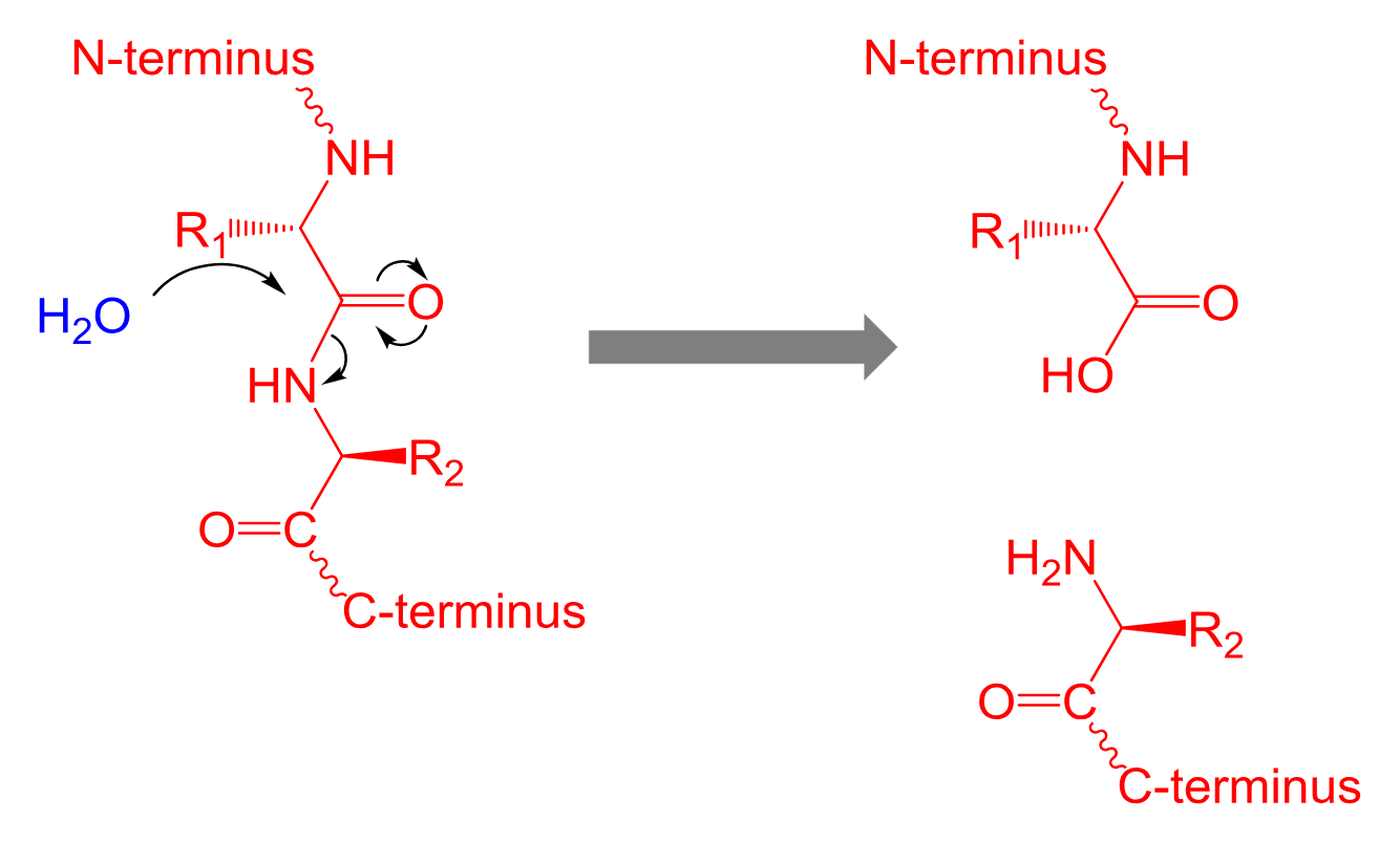 <p>Proteolysis</p>