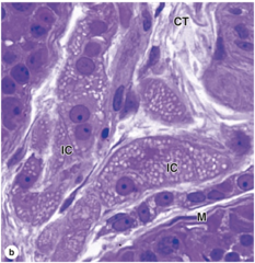 <p>What is the shape and function of Leydig (interstitial) cells?</p>