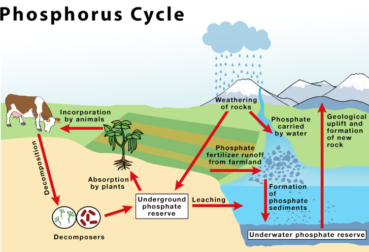 <p>phosphorous is important for the formation of nucleic acids, phospholipids, and ATP</p>