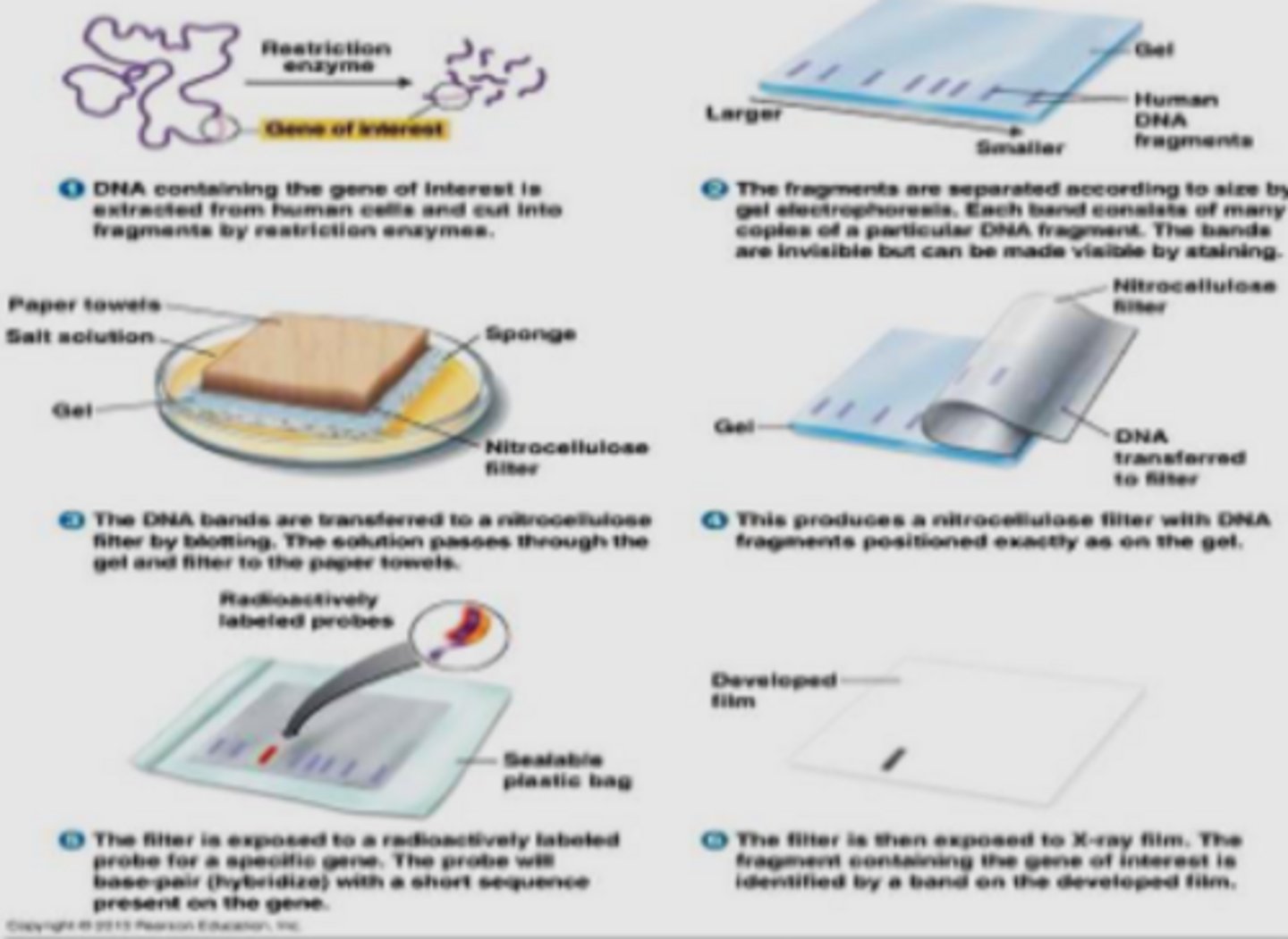 <p>Restriction enzyme breaks GOI into fragments, uses a DNA probe to detect a sequence in a DNA sample and identify the size of the fragment containing it--cross-links UV light exposure, fixes DNA to membrane</p>