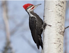 <p>What Bird species is this?</p>