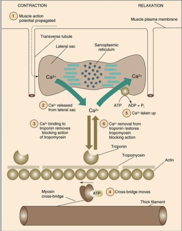 <ul><li><p><strong>E-C Coupling Steps:</strong></p><ol><li><p>Depolarization of T-tubules (via DHP receptors signaling RyR receptors).</p></li><li><p>Opening of SR channels and release of <span>Ca2+</span>.</p></li></ol></li><li><p><strong>Subsequent Events:</strong></p><ol><li><p>Ca2+ binds to troponin (TnC).</p></li><li><p>Tropomyosin pulls away from actin binding sites.</p></li><li><p>Cross-bridge attachment occurs.</p></li><li><p>Power stroke generates force.</p></li></ol></li></ul><p></p>