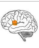 <ul><li><p>Crucial for speech production and language production</p></li><li><p>named after Paul Broca </p></li><li><p>in left hemisphere of brain </p></li></ul><p></p>