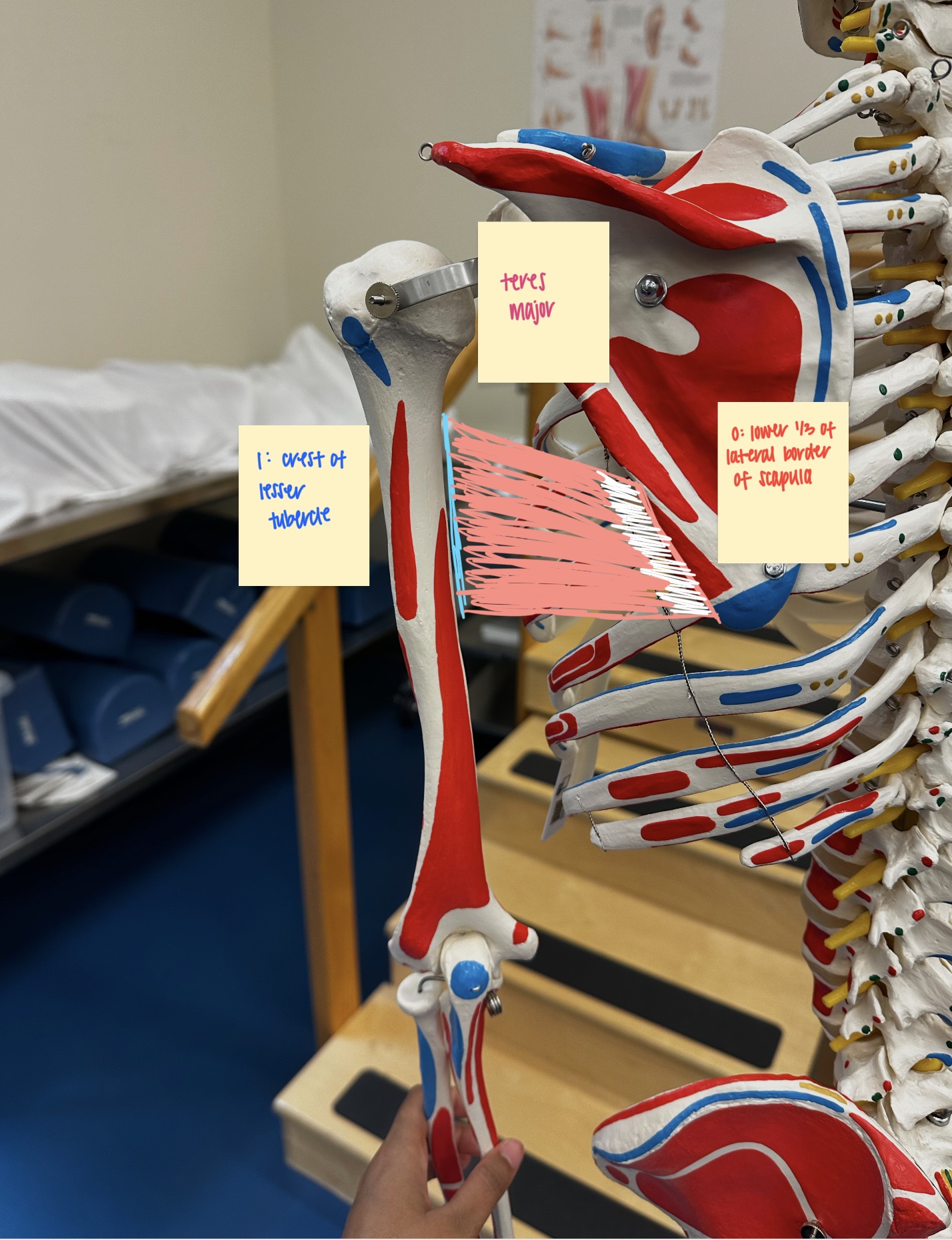 <ul><li><p>O: inferior angle + lower 1/3 of lateral border of the scapula</p></li><li><p>I: crest of lesser tubercle of humerus</p></li><li><p>A: shoulder ADDuction + shoulder ER</p></li><li><p>N: lower subscapular nerve</p></li></ul><p></p>