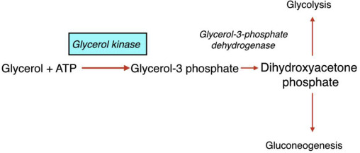 <p>What happens to glycerol 3 phosphate </p>