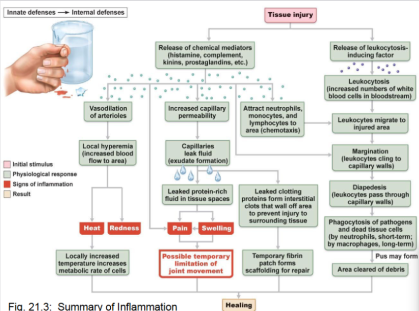 <ol><li><p><span style="background-color: transparent;">Tissue injury occurs</span></p></li><li><p><span style="background-color: transparent;">Chemical mediators released</span></p></li><li><p><span style="background-color: transparent;">Vasodilation increases blood flow</span></p></li><li><p><span style="background-color: transparent;">Capillary permeability increases</span></p></li><li><p><span style="background-color: transparent;">Protein-rich fluid leaks into tissues</span></p></li><li><p><span style="background-color: transparent;">Immune cells migrate to site</span></p></li><li><p><span style="background-color: transparent;">Phagocytosis of pathogens</span></p></li><li><p><span style="background-color: transparent;">Debris cleared</span></p></li><li><p><span style="background-color: transparent;">Healing begins</span></p></li></ol><p></p>
