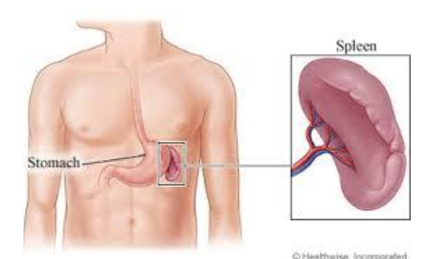 <p><span style="background-color: transparent;">An organ near the stomach in the abdominal cavity that serves as a site where lymphocytes mature and also a disposal for worn out blood cells.</span></p>