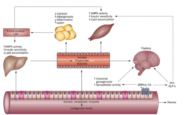 <ul><li><p>Insulin resistance occurs when cells do not respond properly to insulin</p></li><li><p>Insulin can bind receptor, but signaling cascade is impaired</p></li><li><p>Leads to reduced glucose uptake and increased fat storage</p></li><li><p>Microbiome contributes via:</p><ul><li><p>Inflammation</p></li><li><p>Altered metabolite production</p></li><li><p>Increased gut permeability (LPS leakage)</p></li></ul></li></ul><p></p>