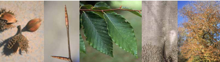 <p>Identify this tree: </p>