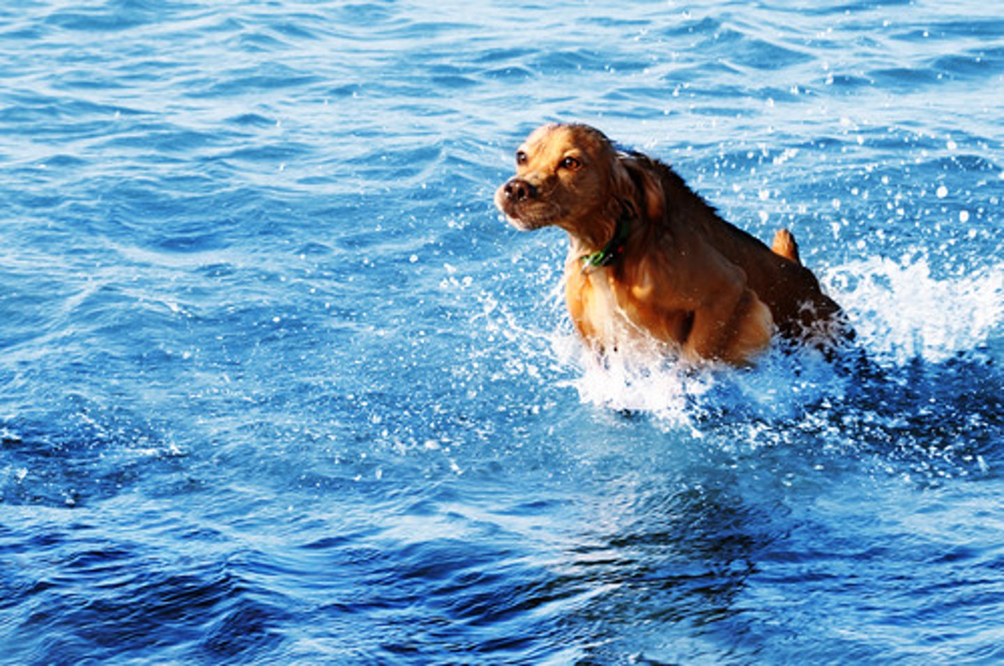 <p>to swim</p>