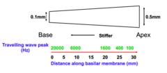 <p>Travelling waves move along the basilar membrane and peak at different point depending on the frequency of the sound.</p>