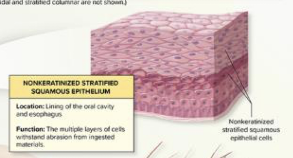 <p><strong>Yes.</strong> The surface cells are living.</p>