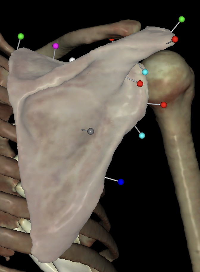 <p>What is the <mark data-color="#b9bbef" style="background-color: rgb(185, 187, 239); color: inherit;">blue </mark>tag on the<strong> right </strong>scapula?</p>