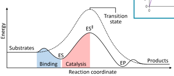 <p>Catalyst allows for a new reaction pathway, with a lower Ea, and is not consumed during the reaction.</p><ul><li><p>lower Ea, therefore under same conditions more reactions occur</p></li></ul><p>catalytic converter eg as in automobiles</p><ul><li><p>Converts convert harmful exhaust gases into less harmful ones.</p><p>Heterogeneous reaction – Pt, Pd, Rh on an Al2O3 porous structure</p></li></ul><p></p>
